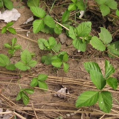 Potentilla indica