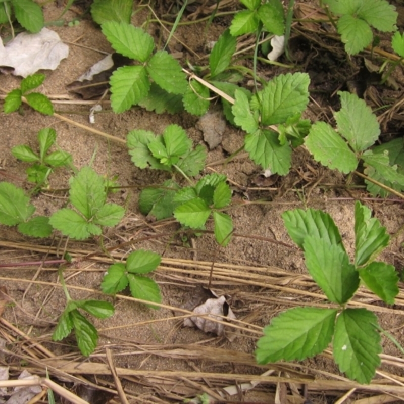 Potentilla indica