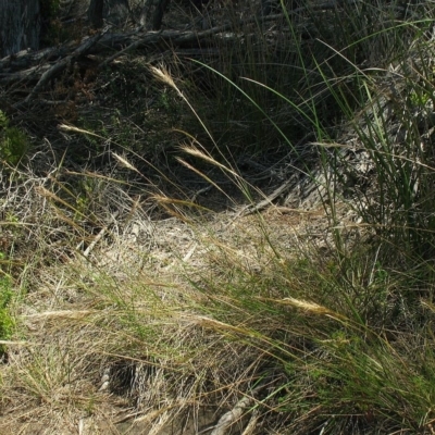 Austrostipa flavescens