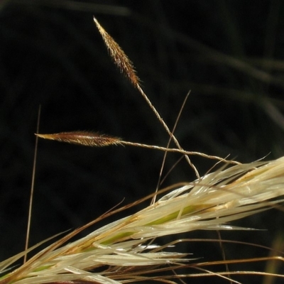 Austrostipa flavescens