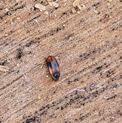 Ulomoides tetraspilotus