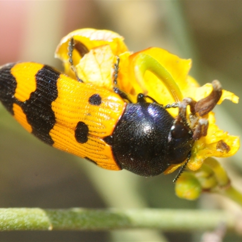 Castiarina atricollis