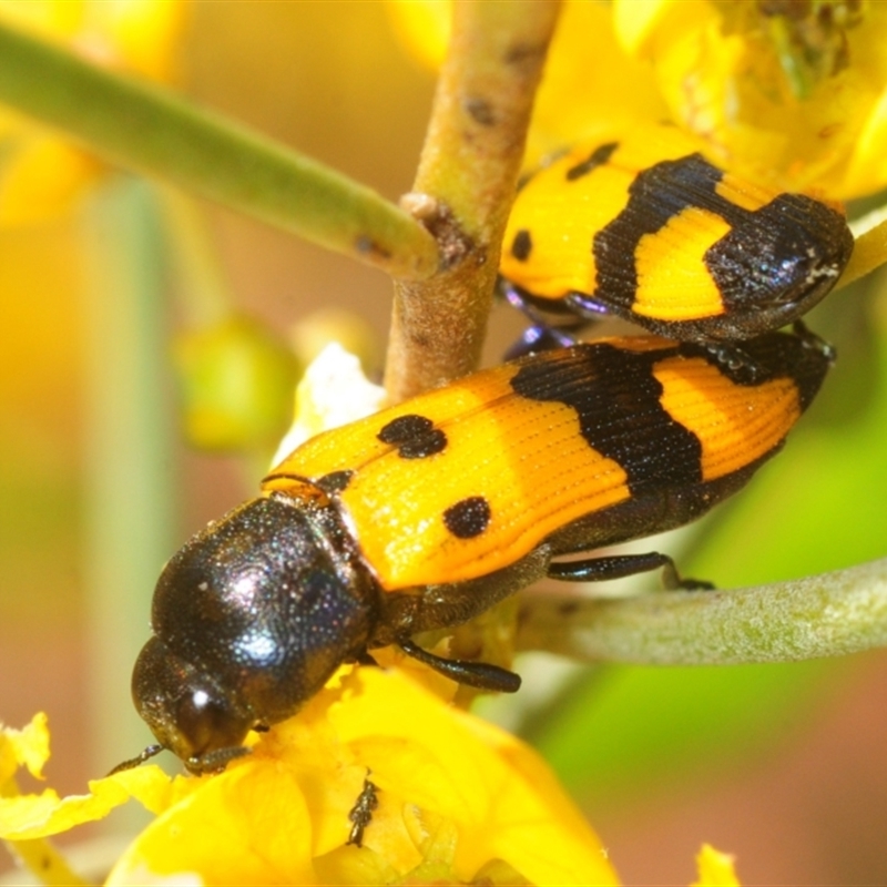 Castiarina atricollis