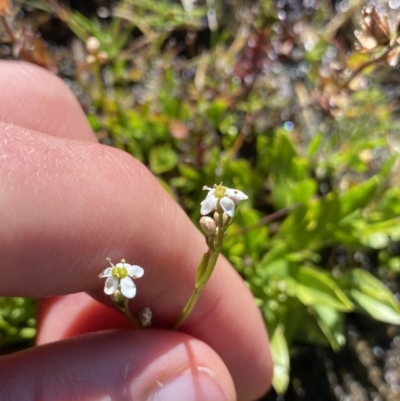 Oschatzia cuneifolia