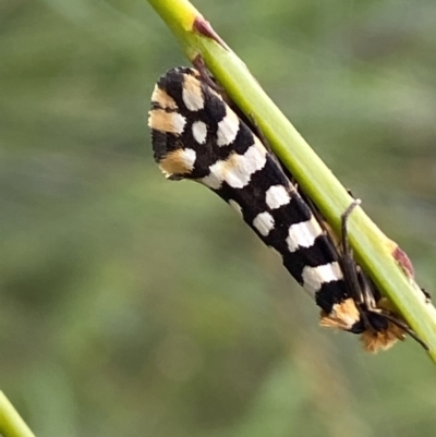 Moerarchis australasiella