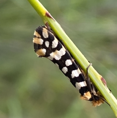 Moerarchis australasiella