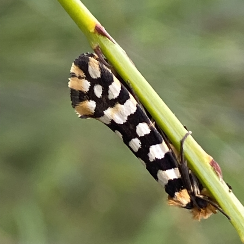 Moerarchis australasiella