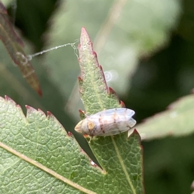 Japananus hyalinus