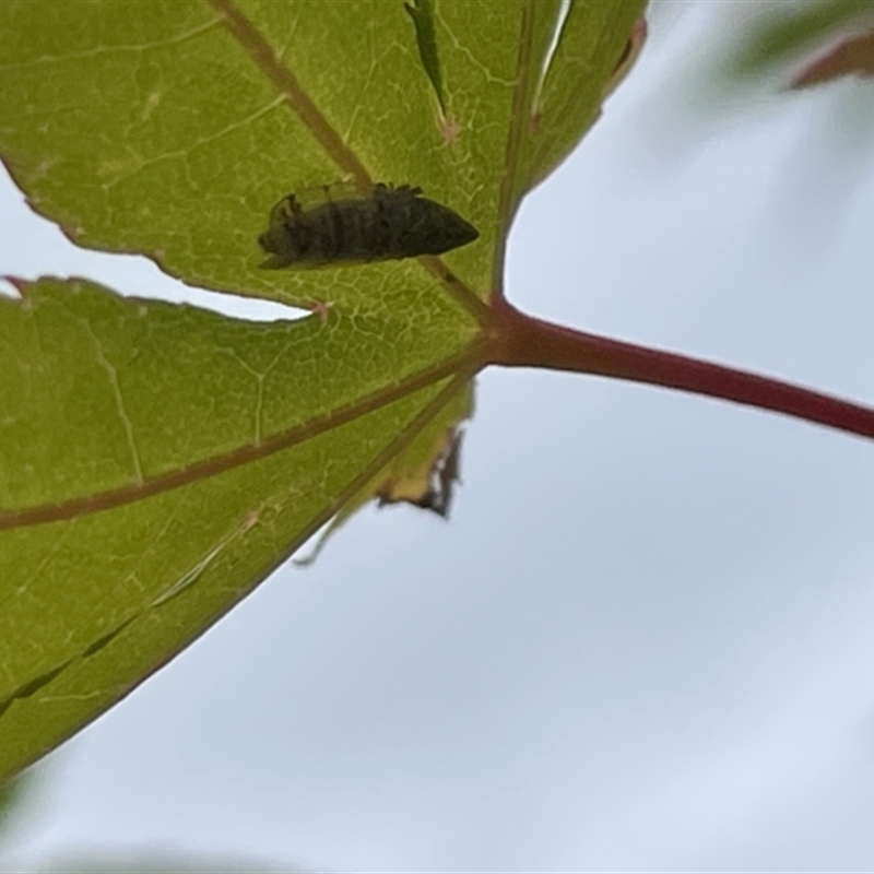 Japananus hyalinus