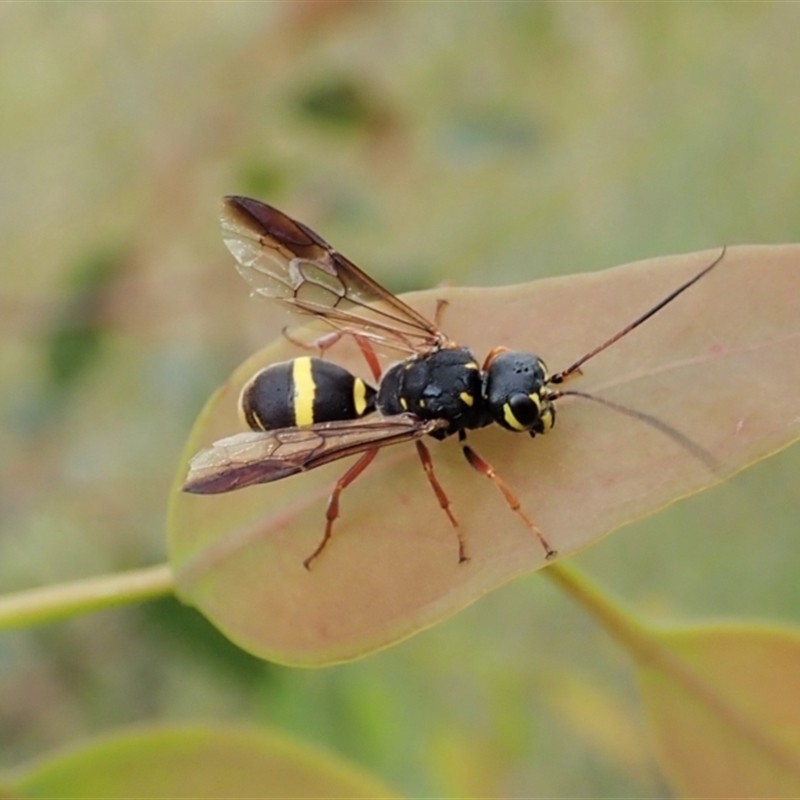 Taeniogonalos sp. (genus)