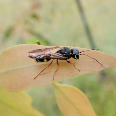 Taeniogonalos sp. (genus)