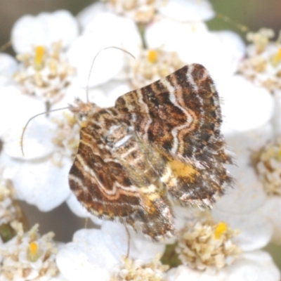 Chrysolarentia euclidiata