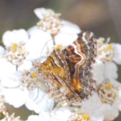 Chrysolarentia euclidiata