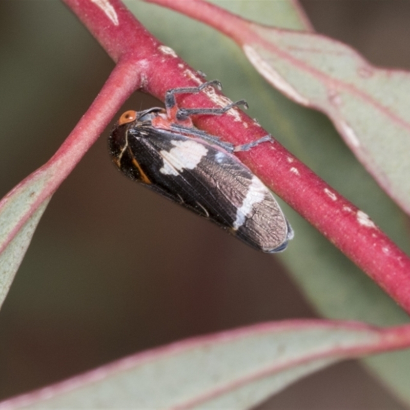 Eurymeloides sp. (genus)