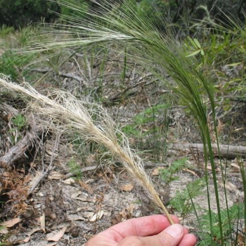 Austrostipa mollis