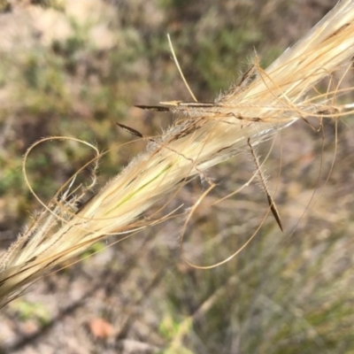 Austrostipa mollis