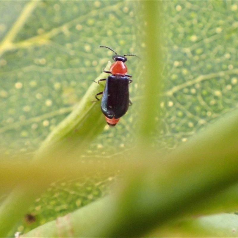 Hypattalus sp. (genus)