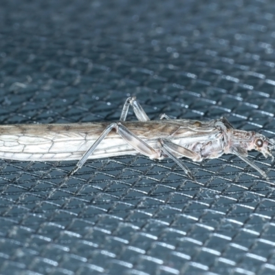 Illiesoperla sp. (genus)