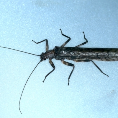 Illiesoperla sp. (genus)