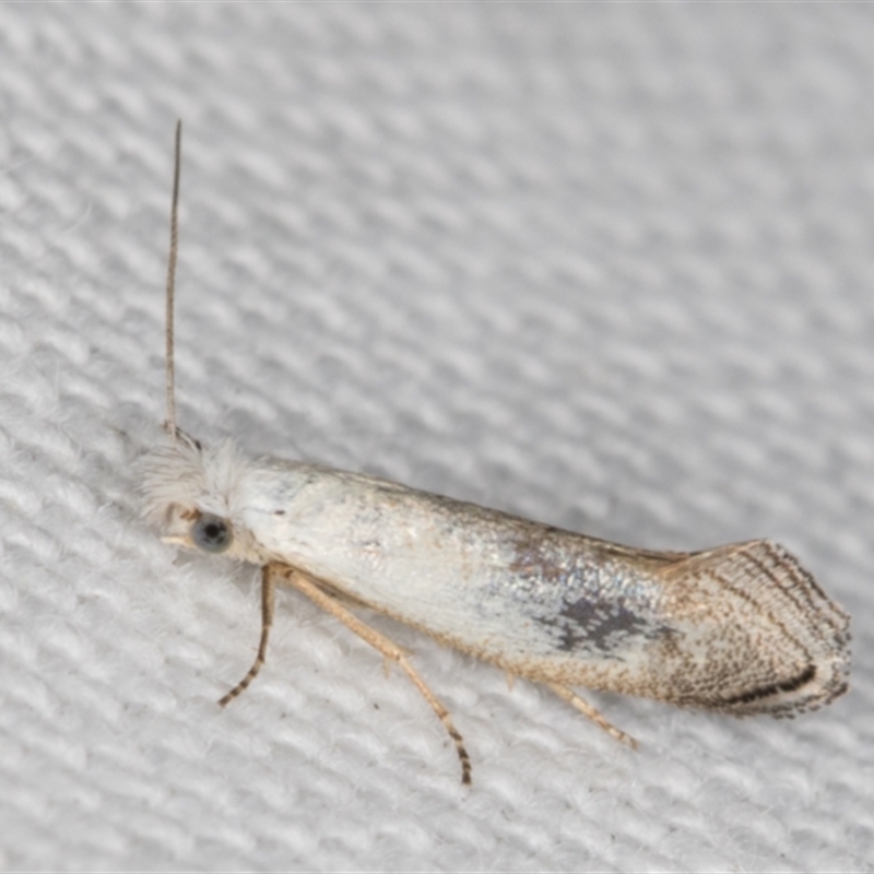 Tinea monophthalma