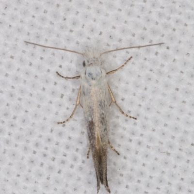 Tinea monophthalma