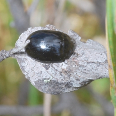 Paropsisterna angustipes