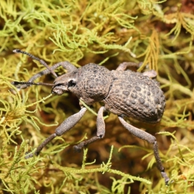 Psapharus infaustus