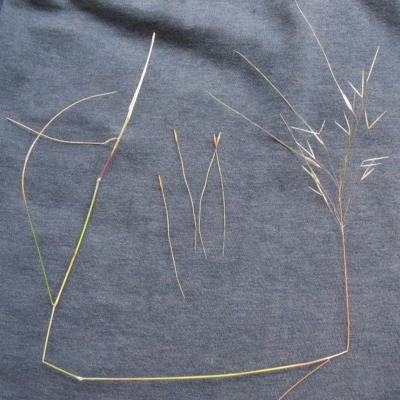 Austrostipa pubinodis