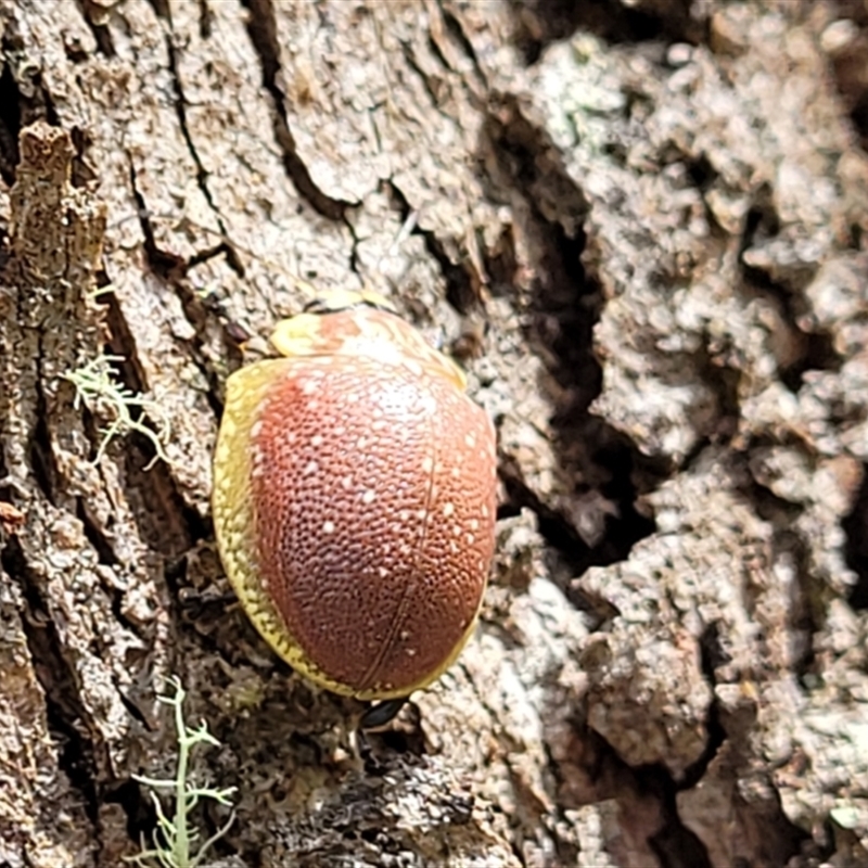 Paropsis bella