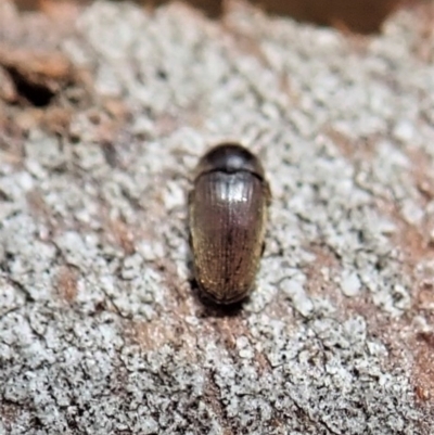 Throscidae (family)