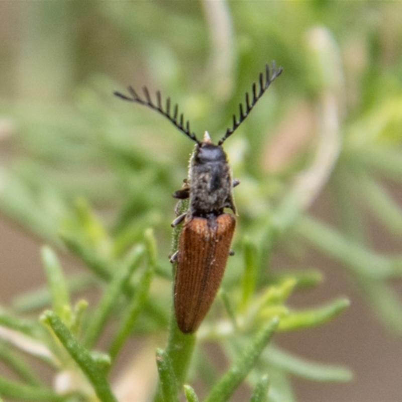 Dicteniophorus sp. (genus)