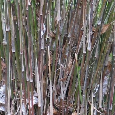 Austrostipa ramosissima