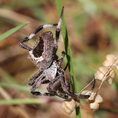 Novakiella trituberculosa