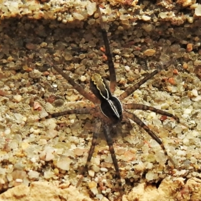 Tuxoctenus sp. (genus)