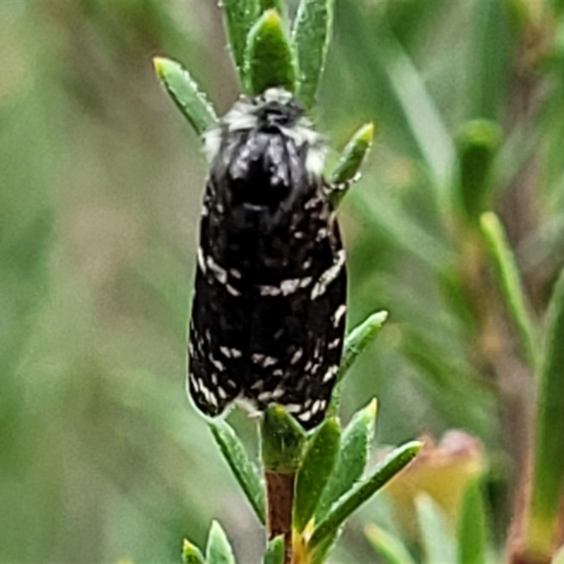 Psychanisa baliodes