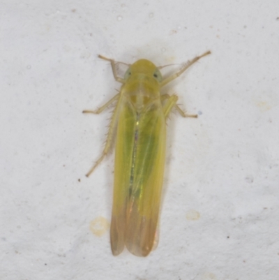 Anzygina sp. (genus)