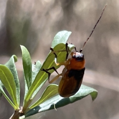 Aporocera (Aporocera) viridipennis