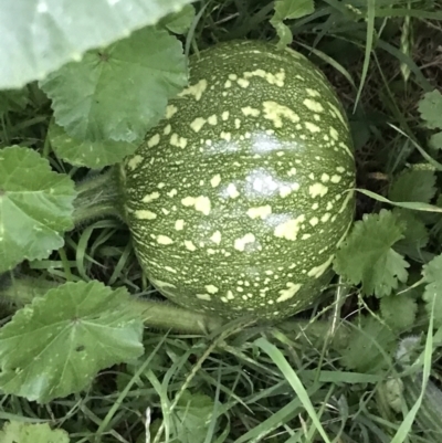 Cucurbita pepo