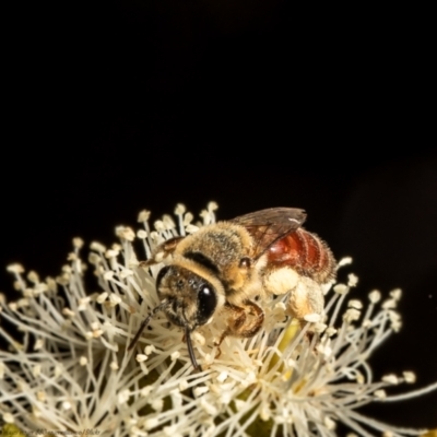 Goniocolletes fimbriatinus