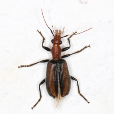 Drypta australis