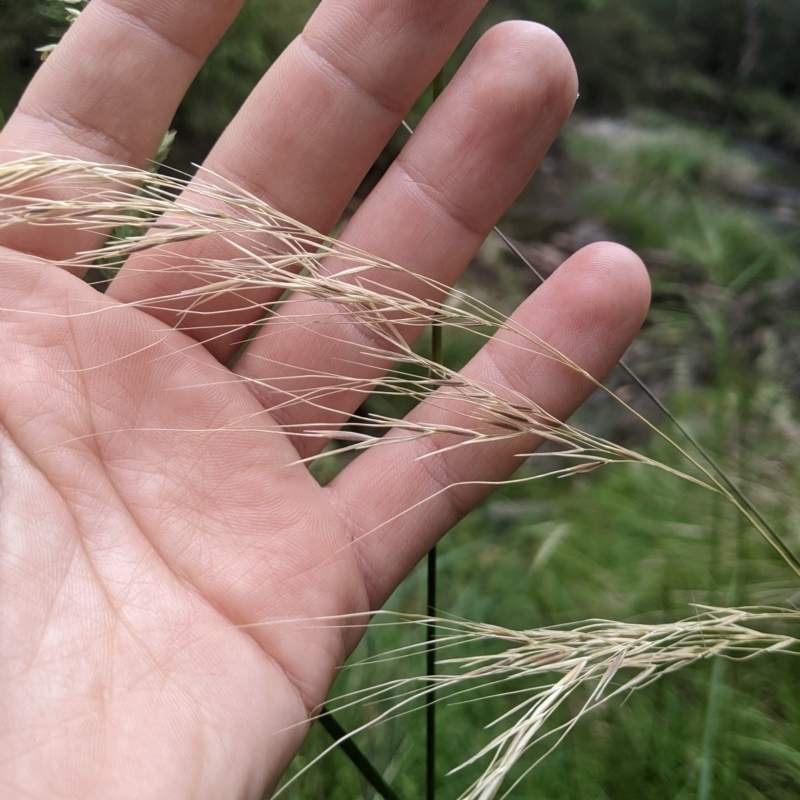 Austrostipa rudis subsp. nervosa