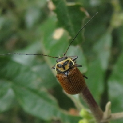 Cadmus (Cadmus) aurantiacus