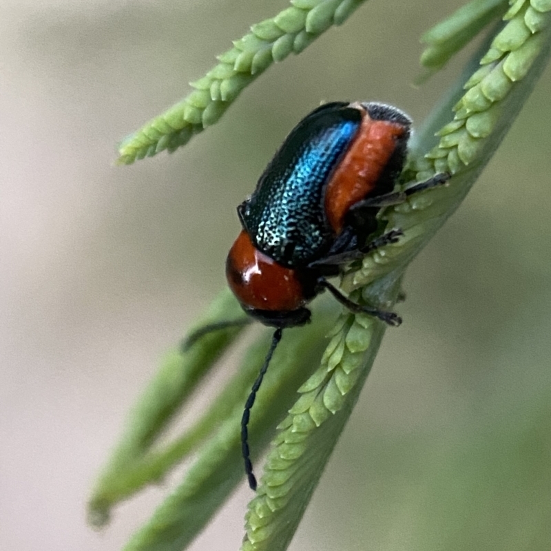 Aporocera (Aporocera) cyanipennis