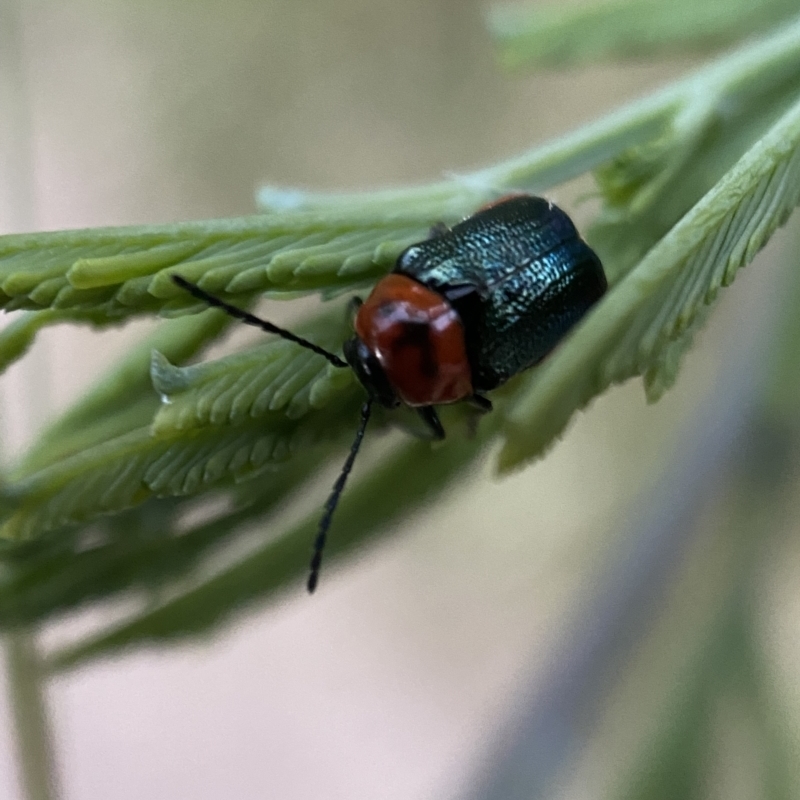 Aporocera (Aporocera) cyanipennis