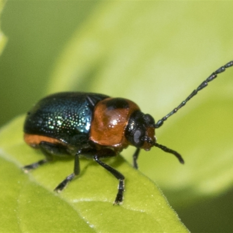 Aporocera (Aporocera) cyanipennis