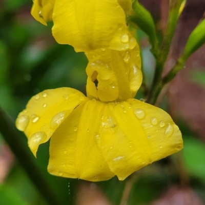 Goodenia decurrens