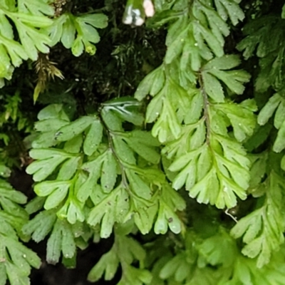 Hymenophyllum sp.