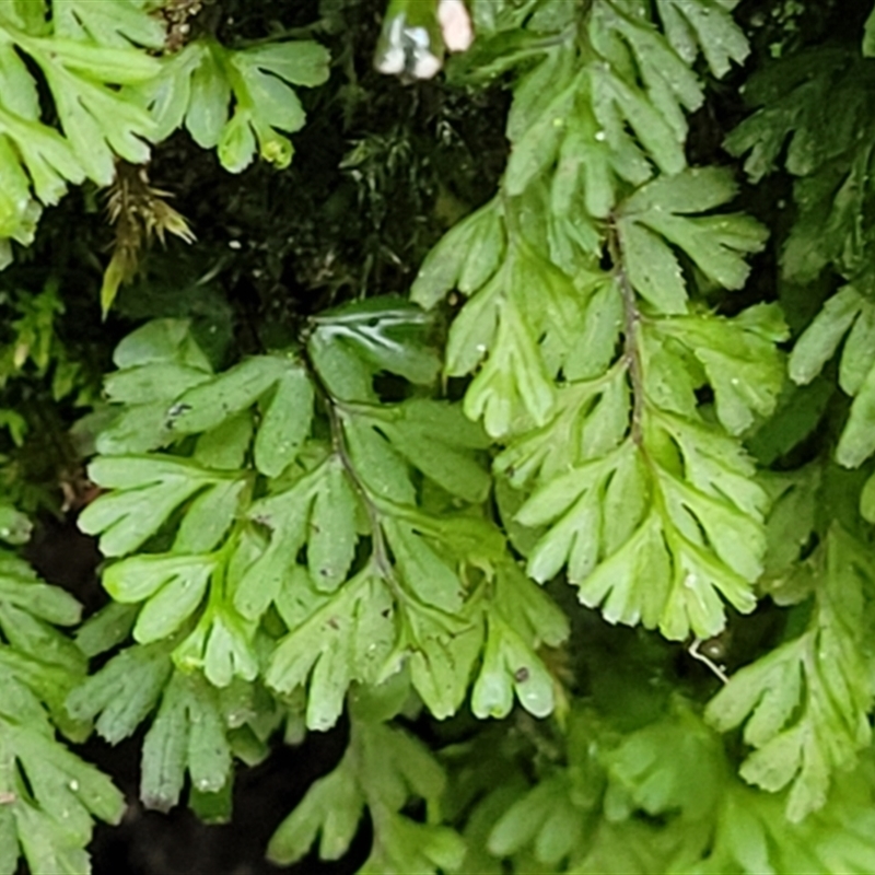 Hymenophyllum sp.