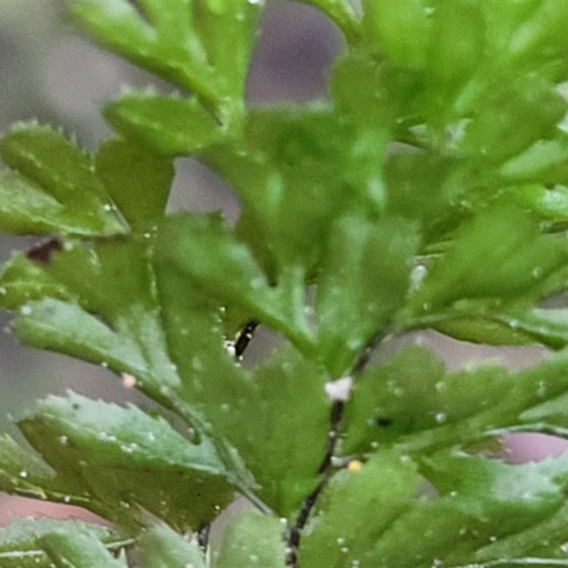 Hymenophyllum sp.