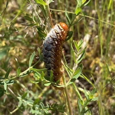 Pterolocera amplicornis